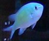 デバスズメダイ