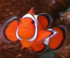 クマノミ