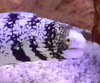クモウツボ