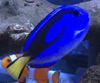 ナンヨウハギ