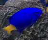 シリキルリスズメ